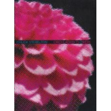STEBELTON, Chuck: Circulation Flowers